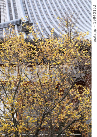 大蓮寺の蝋梅 19940152