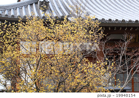 大蓮寺の蝋梅 19940154