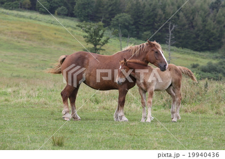 馬の親子 馬の親子 19940436