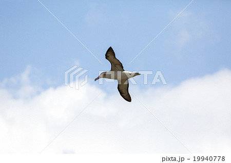 青空を飛ぶ天然記念物アホウドリ 19940778