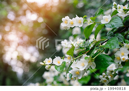 jasmine spring flowers with raindrops jasmine spring flowers with raindrops 19940818