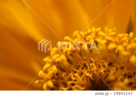 ヒャクニチソウ 19941247