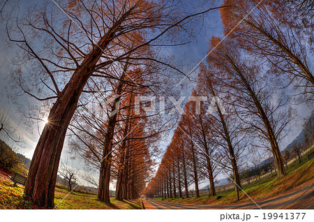 makino metasequoia makino metasequoia 19941377