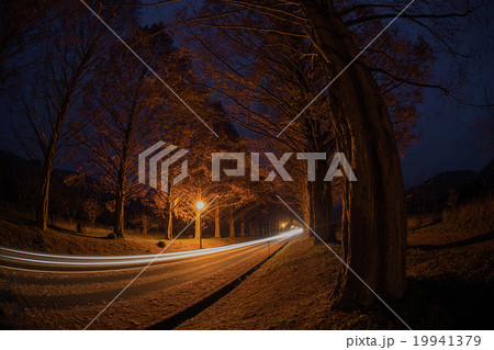 makino metasequoia 19941379