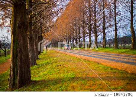 makino metasequoia 19941380