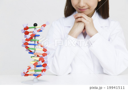 遺伝子 遺伝子 19941511