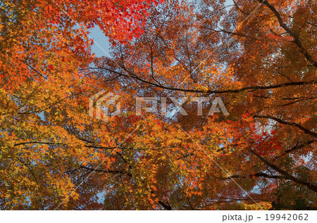 Foliage leaves tree background 19942062