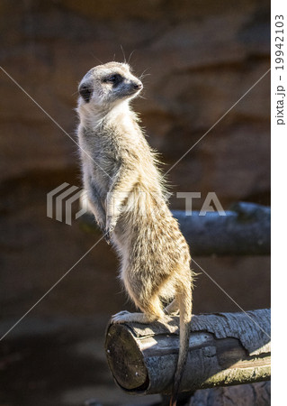 ミーアキャット 19942103