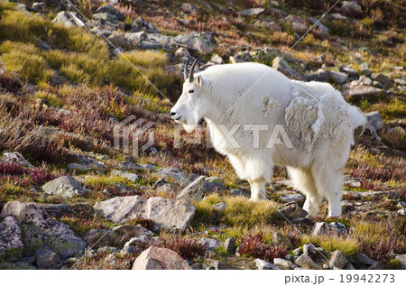 エバンス山 標高4000mの山ヤギ 19942273