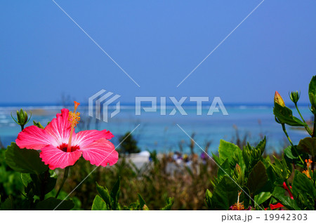 沖縄の海とハイビスカスの写真素材