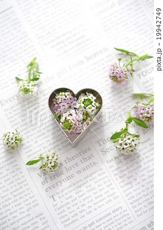 ハート型とアリッサム 19942749