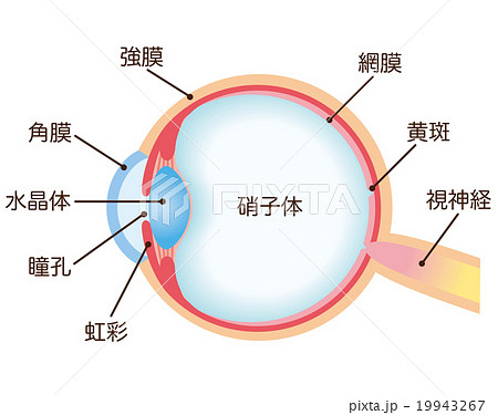 目の構造 断面図のイラスト素材