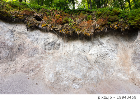 Erosion in the Forest Erosion in the Forest 19943459