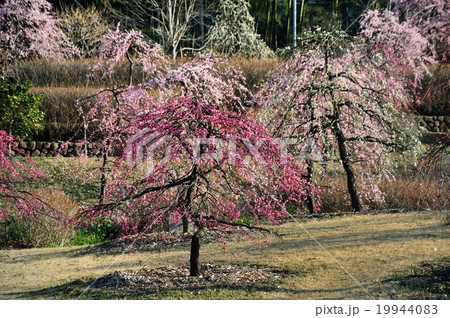 於大公園 19944083