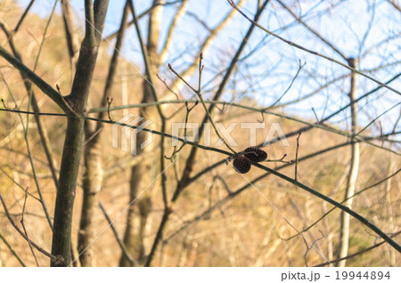 秋冬山　落葉後に残る木の実 19944894