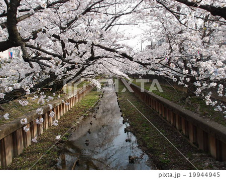 元住吉 渋川 二ヶ領用水 の満開の桜の写真素材