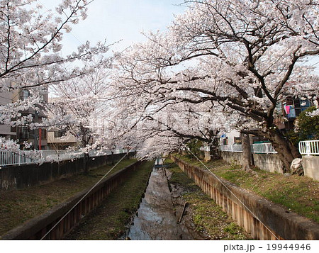 元住吉 渋川（二ヶ領用水）の満開の桜 19944946