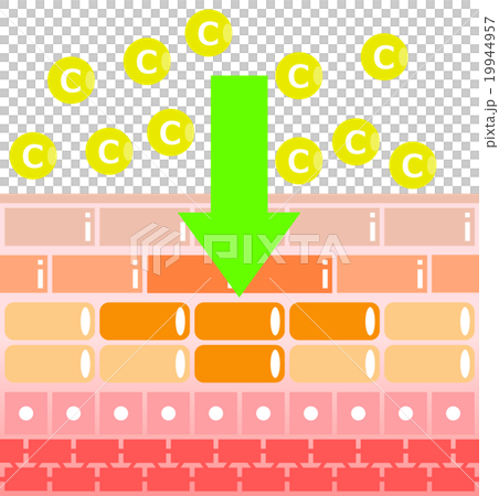 Skin cross section Skin cross section 19944957