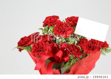 カーネーション 19946161