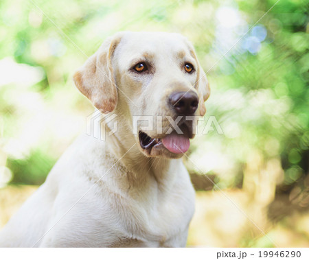 portrait of labrador retriever 19946290