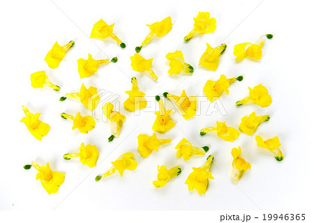 食用花 食用花 19946365