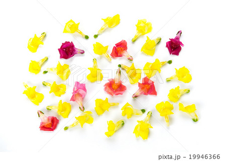 食用花 食用花 19946366