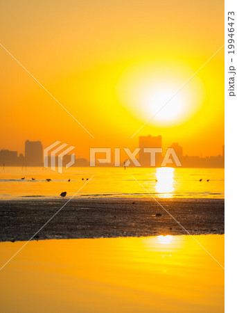 干潟の夕暮れの風景 干潟の夕暮れの風景 19946473