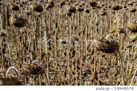 dead of sunflower field 19948078