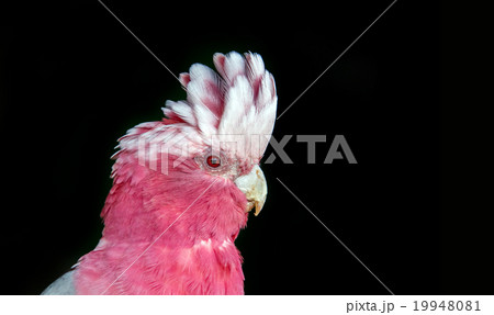 face of pink gray cockatoo bird face of pink gray cockatoo bird 19948081
