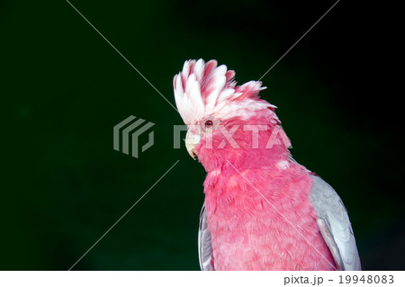 face of pink gray cockatoo bird 19948083