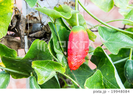 coccinia grandis on ivy garden coccinia grandis on ivy garden 19948084