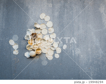 new life is born, eggshell of unidentified animal 19948294