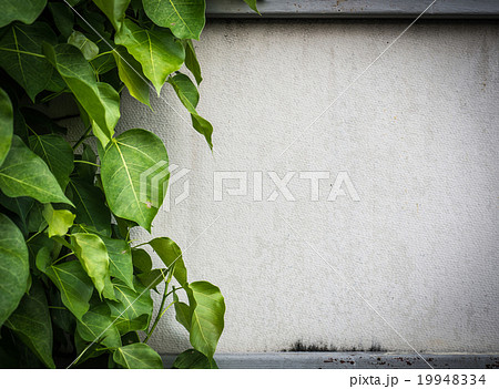 Leaf climber cover on gypsum wall with copy space Leaf climber cover on gypsum wall with copy space 19948334