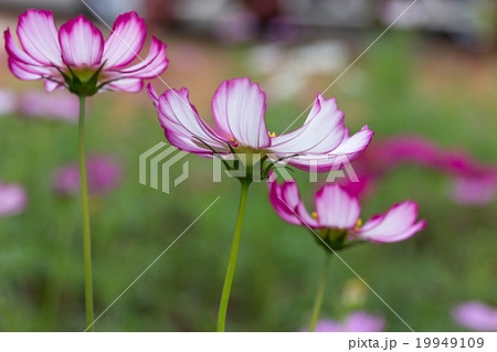 Pink cosmos flowers Pink cosmos flowers 19949109