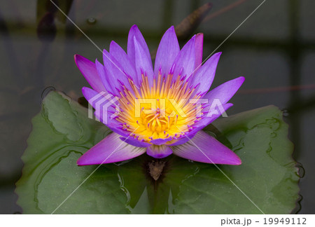 Purple lotus flower in pond Purple lotus flower in pond 19949112