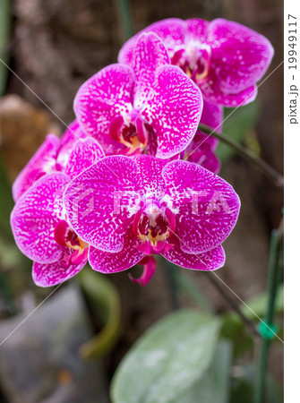 Pink phalaenopsis orchid flower Pink phalaenopsis orchid flower 19949117