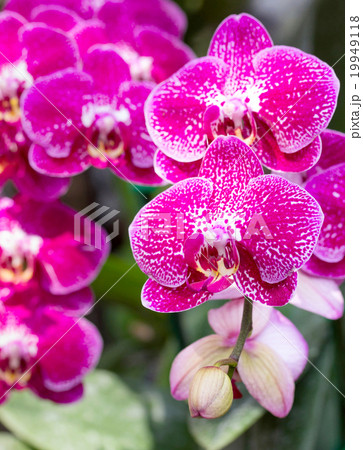 Pink phalaenopsis orchid flower 19949118