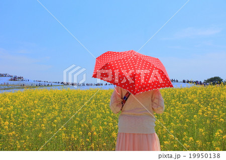国営ひたち海浜公園の菜の花畑　 19950138
