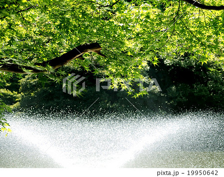 高岡古城公園 5 高岡古城公園 5 19950642