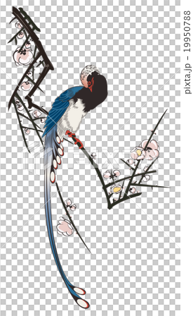 和泉廣島的白色廣島白梅圖像 和泉廣島的白色廣島白梅圖像 19950788