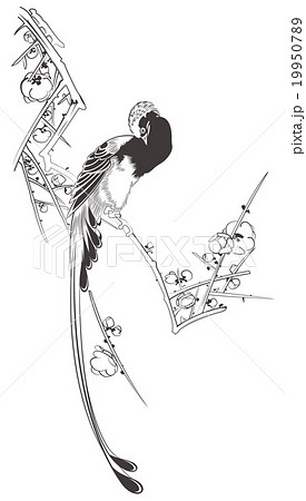 歌川広重 白梅に寿帯鳥のイメージイラストのイラスト素材