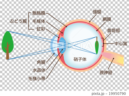 目の構造 断面図のイラスト素材