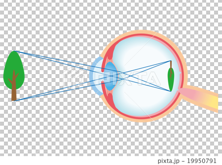 Structure cross section of eye 19950791
