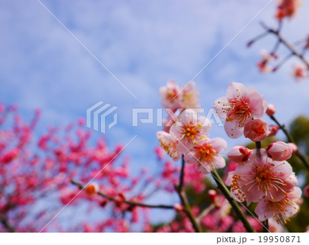 紅梅と空 19950871