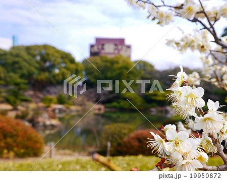 白梅と公園と 白梅と公園と 19950872