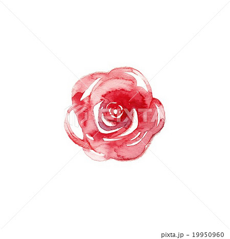 薔薇 19950960