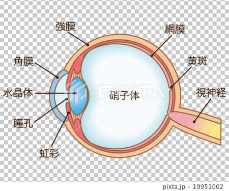 Structure of eye cross section 19951002