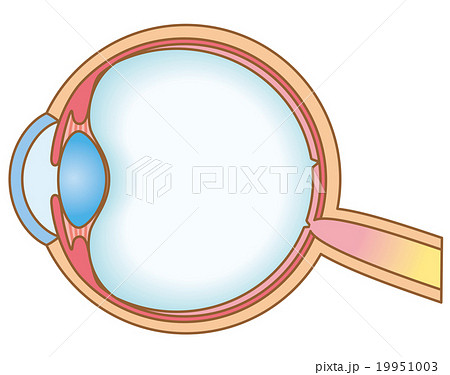 目の断面図　構造 19951003