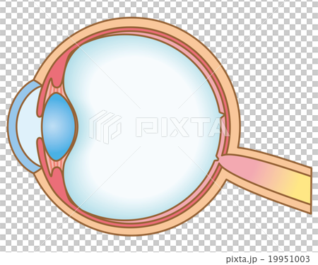 目の断面図　構造 19951003