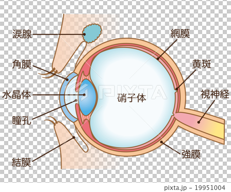 目の断面図　構造 19951004